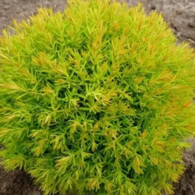 Туя АННИЕК западная в Слониме