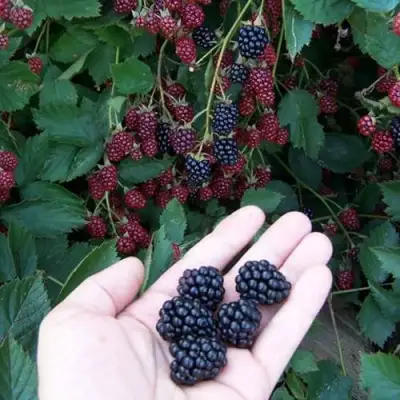 Ежевика ОРКАН бесшипная  в Слониме