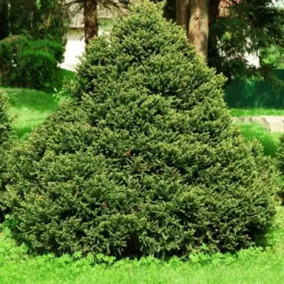 Ель ОЛЕНДОРФИ обыкновенная в Слониме