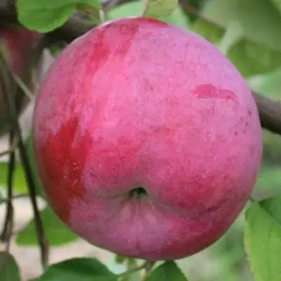 Яблоня БРЯНСКОЕ РОЗОВОЕ в Слониме