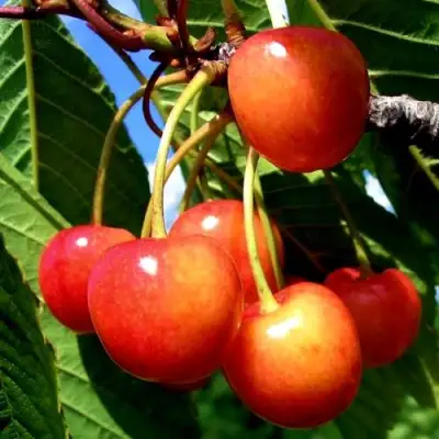 Черешня ФАТЕЖ в Слониме