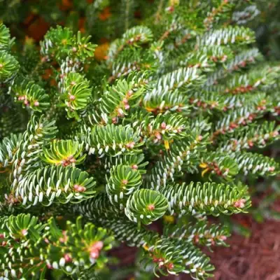 Пихта белая в Слониме