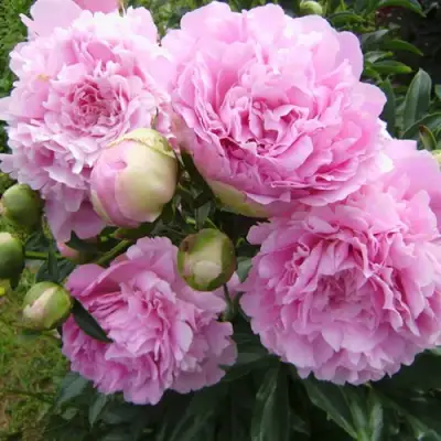 Пион ДИННЕР ПЛЕЙТ травянистый в Слониме