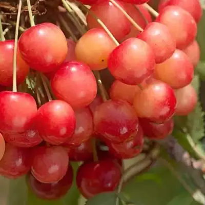 Черешня ЮЛИЯ в Слониме