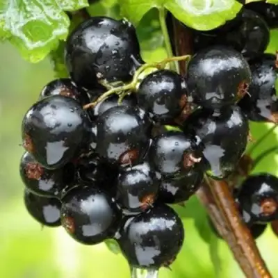 Смородина черная БЫЛИННАЯ (ВЕРНОСТЬ) в Слониме