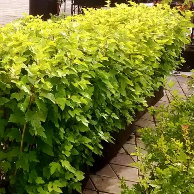 Комплект АНГЕЛ ГОЛД в Слониме