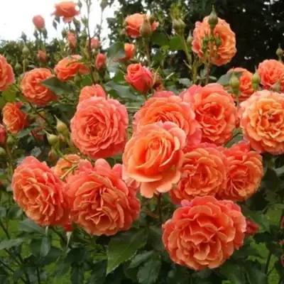 Роза БЕЛЬВЕДЕР шраб в Слониме