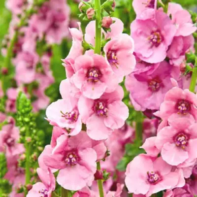 Коровяк ПИНК ДОМИНО гибридный (вербаскум) в Слониме