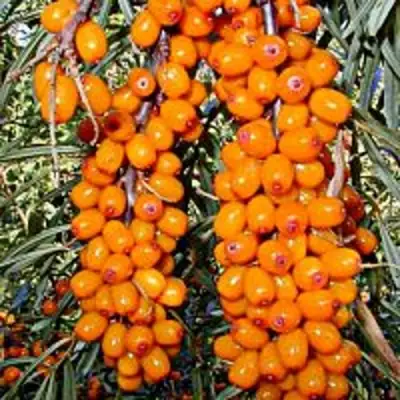 Облепиха СУДАРУШКА в Слониме