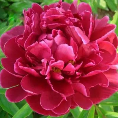 Пион КИТАЙСКИЙ ШЕЛК травянистый в Слониме