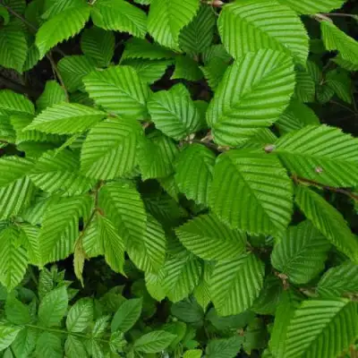 Граб  в Слониме