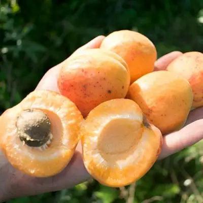 Абрикос ХАРГРАНД в Слониме