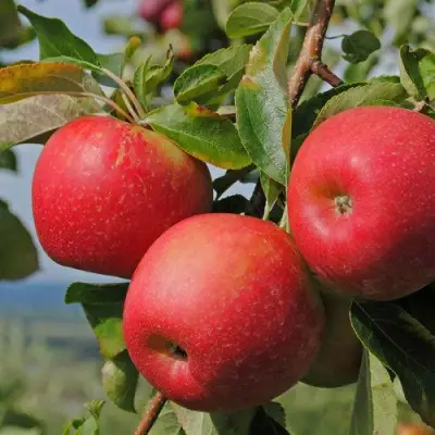 Яблоня ГАЛА МАСТ в Слониме