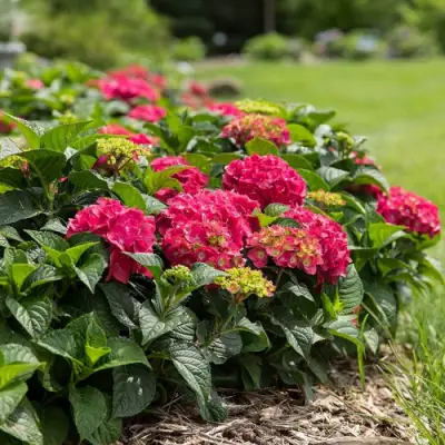 Гортензия ЭНДЛЕСС САММЕР ЛАВ крупнолистная в Слониме