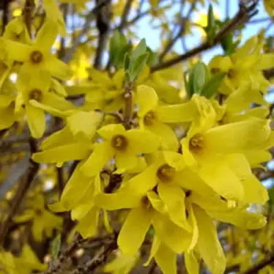 Форзиция ФОРЧУНА в Слониме