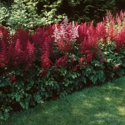 Астильба ГРАНАТ Арендса в Слониме