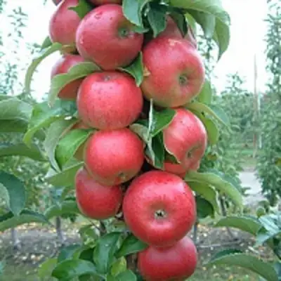 Яблоня АНТЕЙ КИЕВСКИЙ колонновидная в Слониме