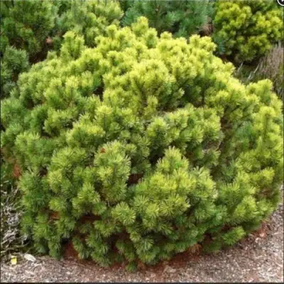 Ель ДАНС ДВАРФ обыкновення в Слониме