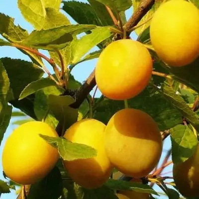 Слива ЗОЛОТАЯ КАПЛЯ