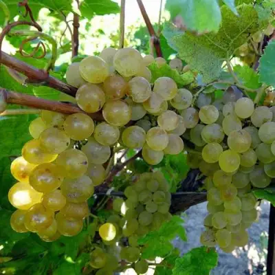 Виноград КРИСТАЛЛ в Слониме