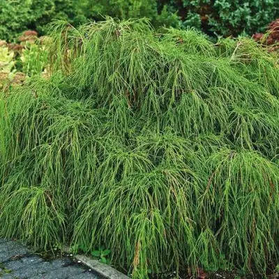 Кипарисовик ФИЛИФЕРА НАНА горохоплодный  в Слониме