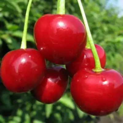 Дюк ПРЕВОСХОДНАЯ ВЕНЬЯМИНОВА в Слониме