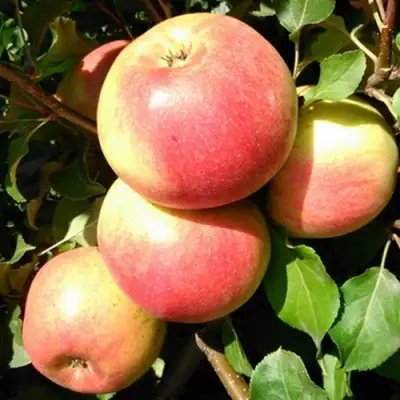 Яблоня ЭМБАССИ в Слониме