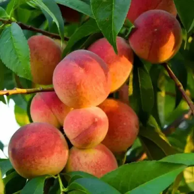 Персик ЗОЛОТОЙ ЮБИЛЕЙ в Слониме