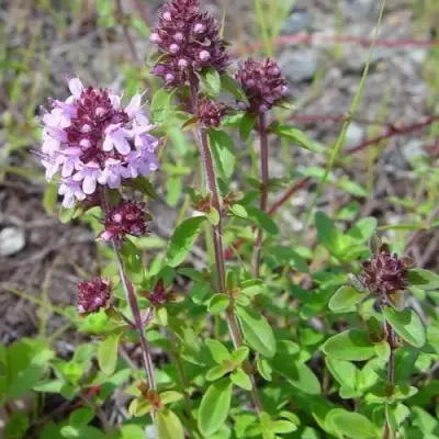 Тимьян яйцевидный в Слониме