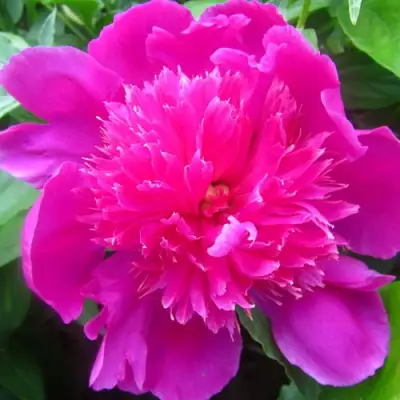 Пион РОЗОВЫЙ БУДДА травянистый в Слониме