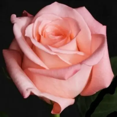 Роза АНГАЖЕМЕНТ чайно-гибридная в Слониме