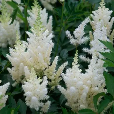 Астильба ХЭППИ ДЕЙ Арендса в Слониме