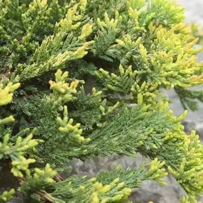 Можжевельник ГОЛДЕН КАРПЕТ горизонтальный  в Слониме