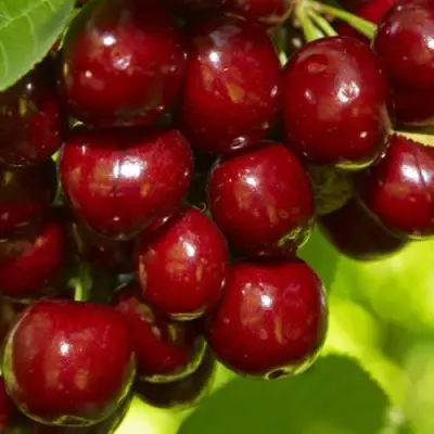 Черешня ВАЛЕРИЙ ЧКАЛОВ в Слониме