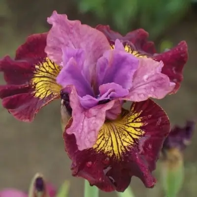 Ирис МИСС ЭППЛ сибирский в Слониме