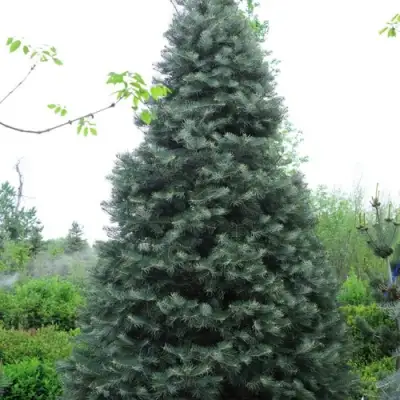 Пихта белая в Слониме