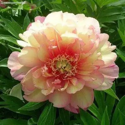 Пион ДЖУЛИЯ РОУЗ ито-гибрид в Слониме