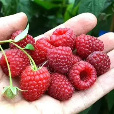 Малина ХИМБО-ТОП в Слониме