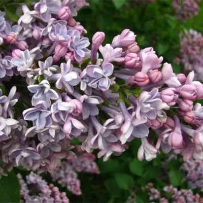 Сирень КОНДОРСЕ в Слониме