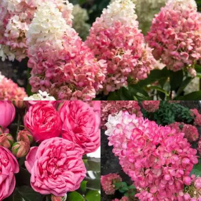 Комплект МАЛИНОВЫЙ ДЕСЕРТ в Слониме