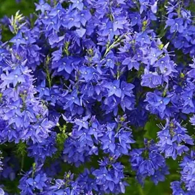 Вероника РОЯЛ БЛЮ большая в Слониме