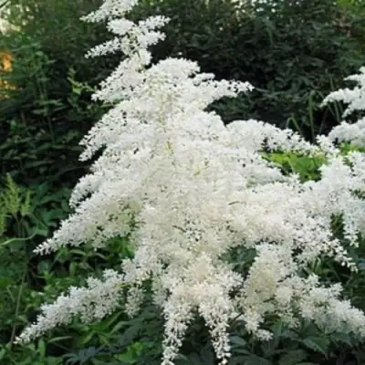 Астильба БРАУТШЛЕЙЕР Арендса в Слониме