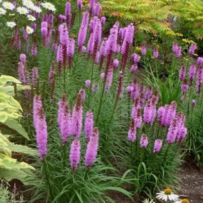 Лиатрис РОЗЕА колосковая в Слониме