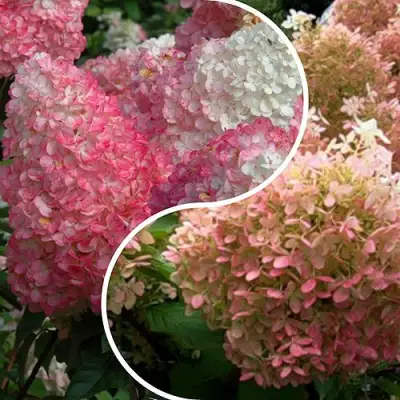 Комплект МАЛИНОВЫЙ ЗАКАТ в Слониме