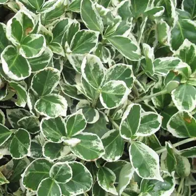 Бересклет ЭМЕРАЛЬД ГАИТИ форчуна  в Слониме