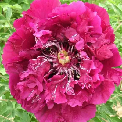 Пион ПУРПУРНЫЙ ОКЕАН древовидный в Слониме