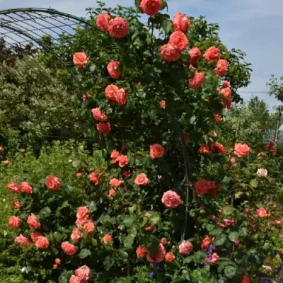 Роза ДИ ДИ БРИДЖУОТЕР плетистая в Слониме