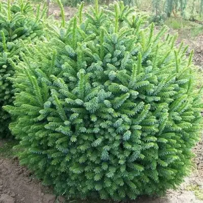 Ель НАНА сербская в Слониме