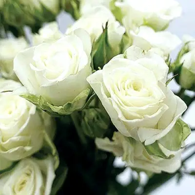 Роза СНОУФЛЕЙК спрей в Слониме