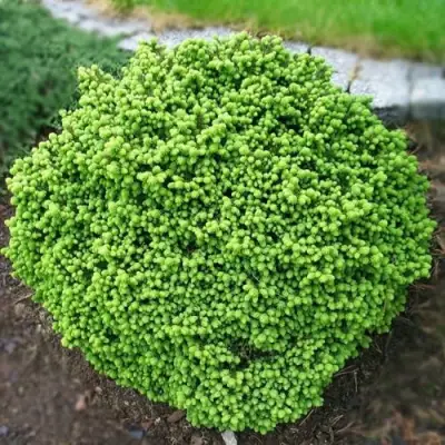 Ель ЛИТЛ ДЖЕМ обыкновенная в Слониме